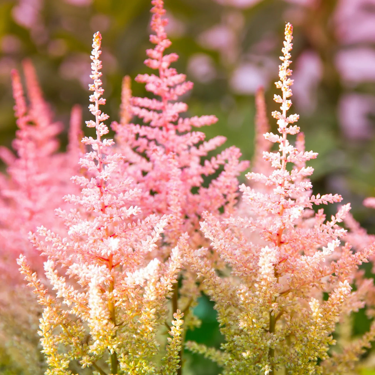 Astilbe Flower Seeds for Planting Heirloom, Non-GMO, High Germination Organic Garden Seeds