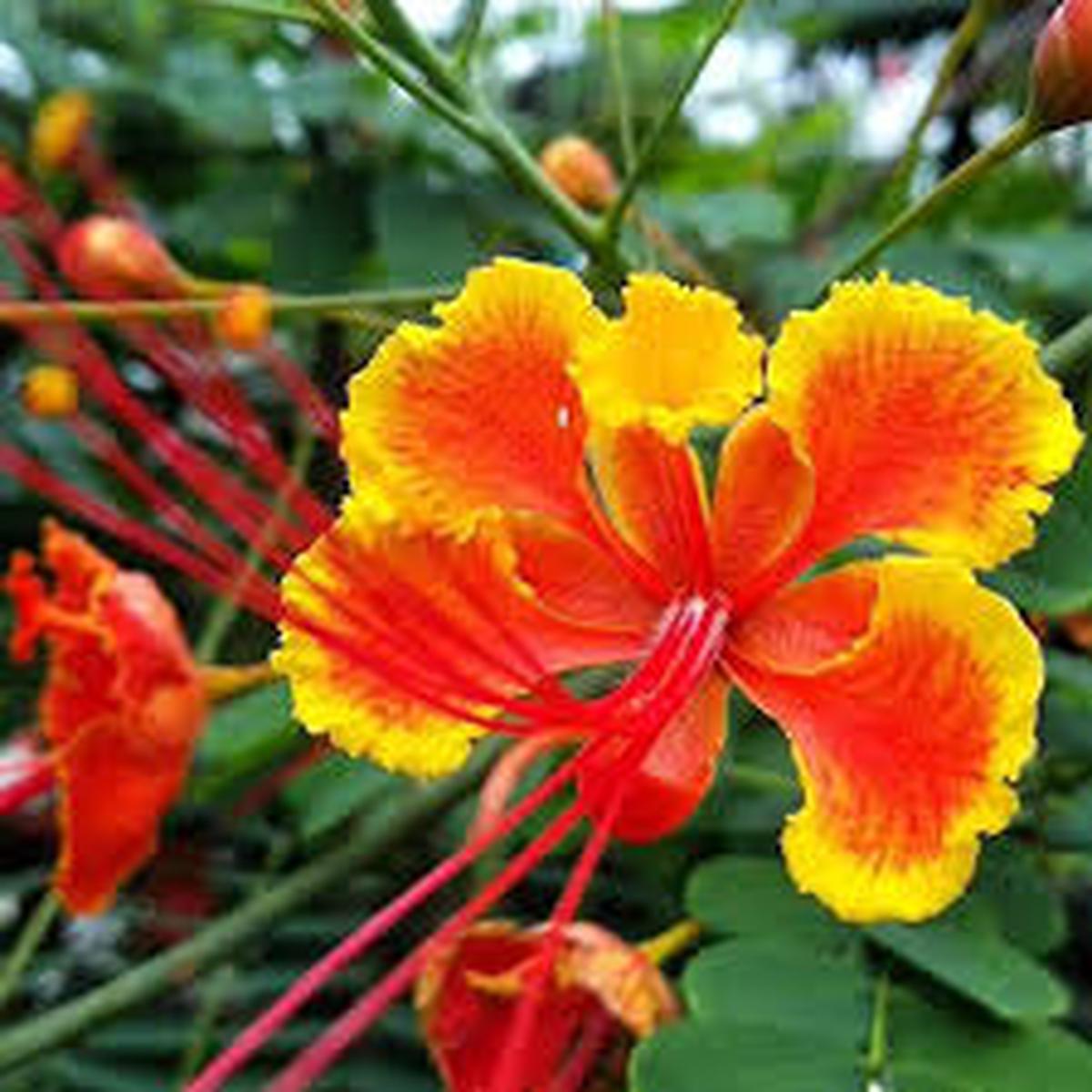 Barbados Flower Seeds for Planting Heirloom, Non-GMO, Perfect for Borders Organic Garden Seeds