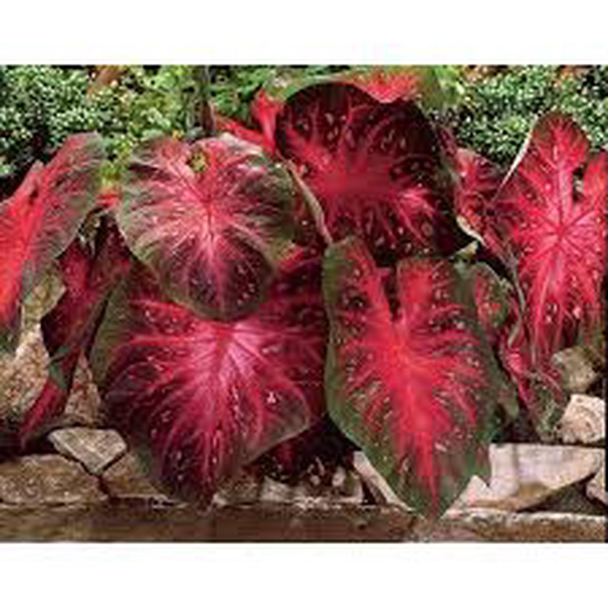 Berries and Burgundy Caladium Seeds for Planting  Heirloom, Non-GMO, Shade Tolerant