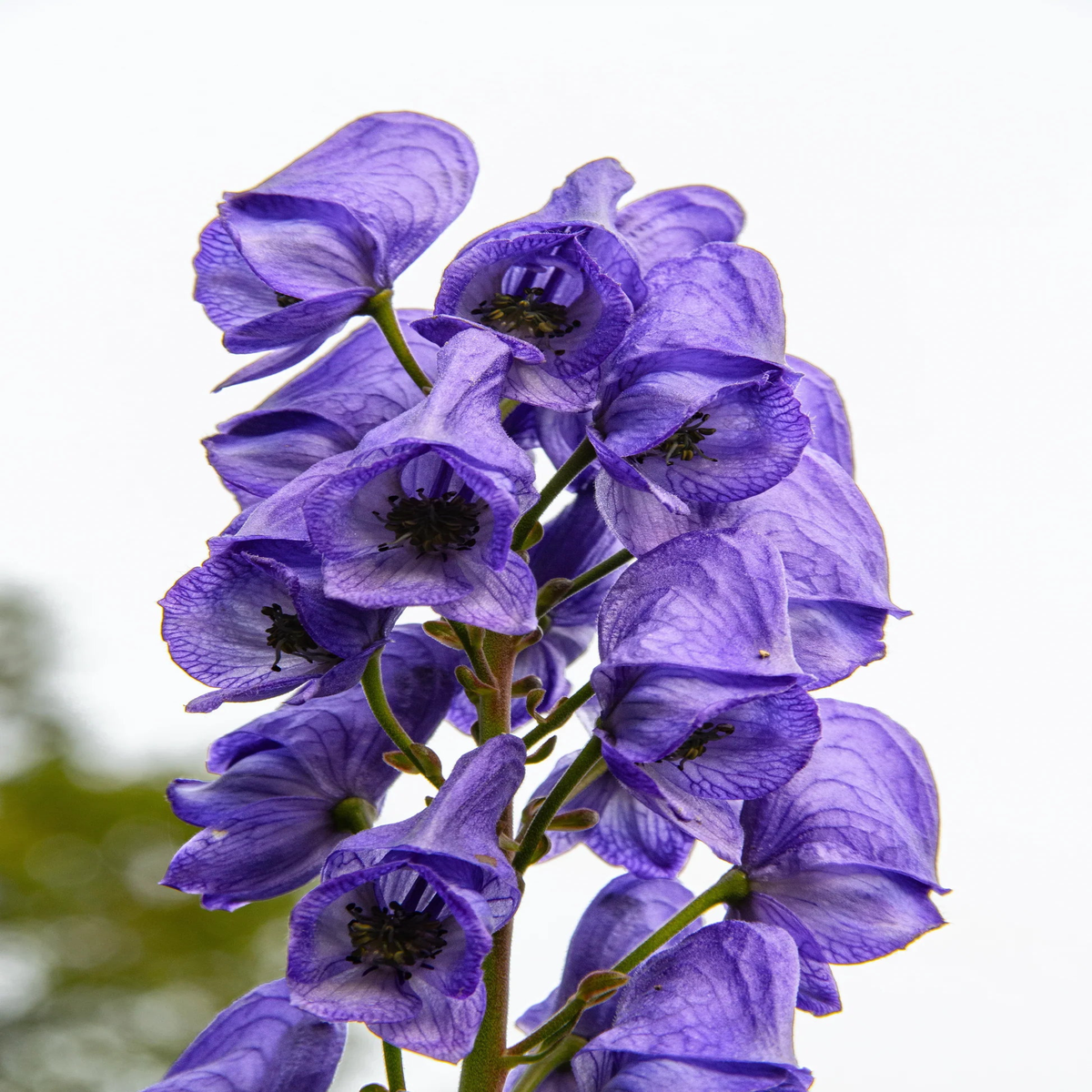 Blue Aconitum Napellus Flower Seeds for Planting  Heirloom, Non-GMO, High Germination Organic Garden Seeds