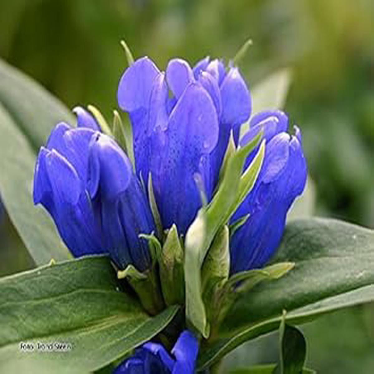 Blue Gentian Flower seeds for Planting – Fragrant Blossoms, Heirloom & GMO Free Seeds for Home Garden