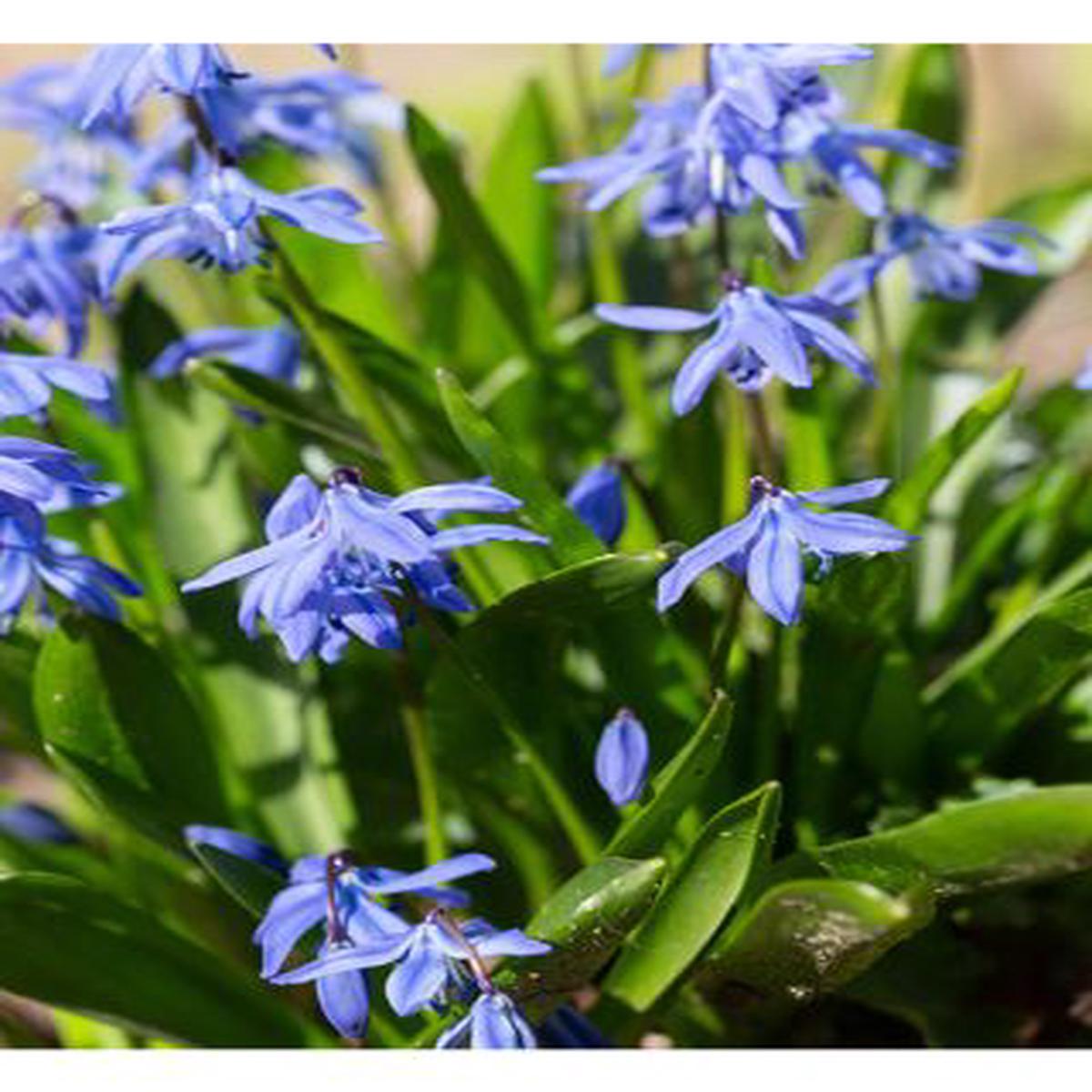 Blue Narcissus Flower Seeds for Planting  Heirloom, Non-GMO, Sun Loving, High Germination