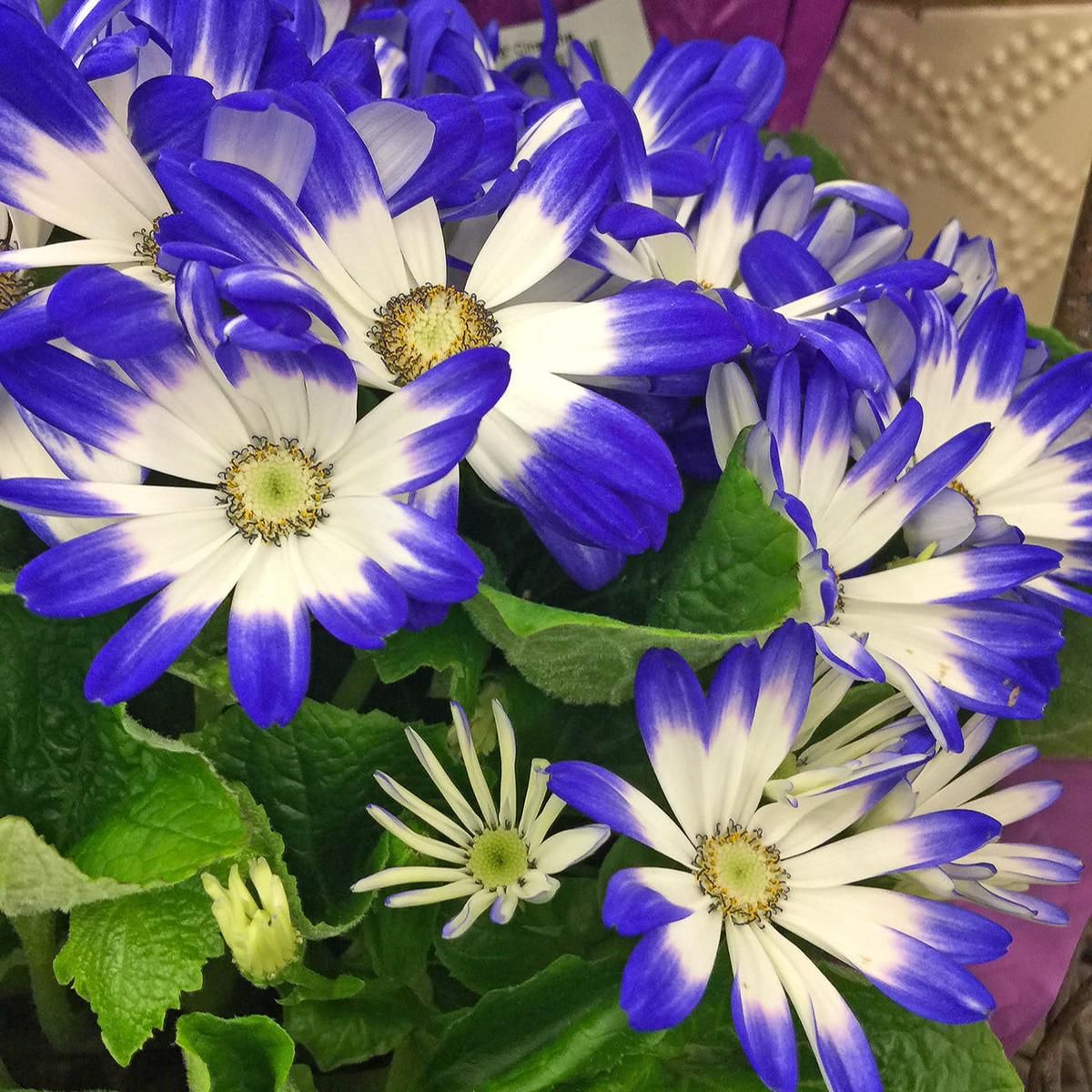 Blue White Cineraria Flower Seeds for Planting  Heirloom, Non-GMO, High Germination Organic Garden Seeds