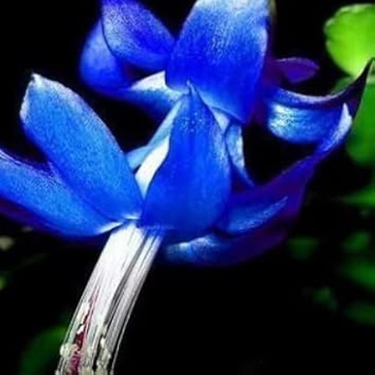 Blue Zygocactus Flower seeds for Planting – Seasonal Bloomer, Heirloom & GMO Free Seeds for Home Garden