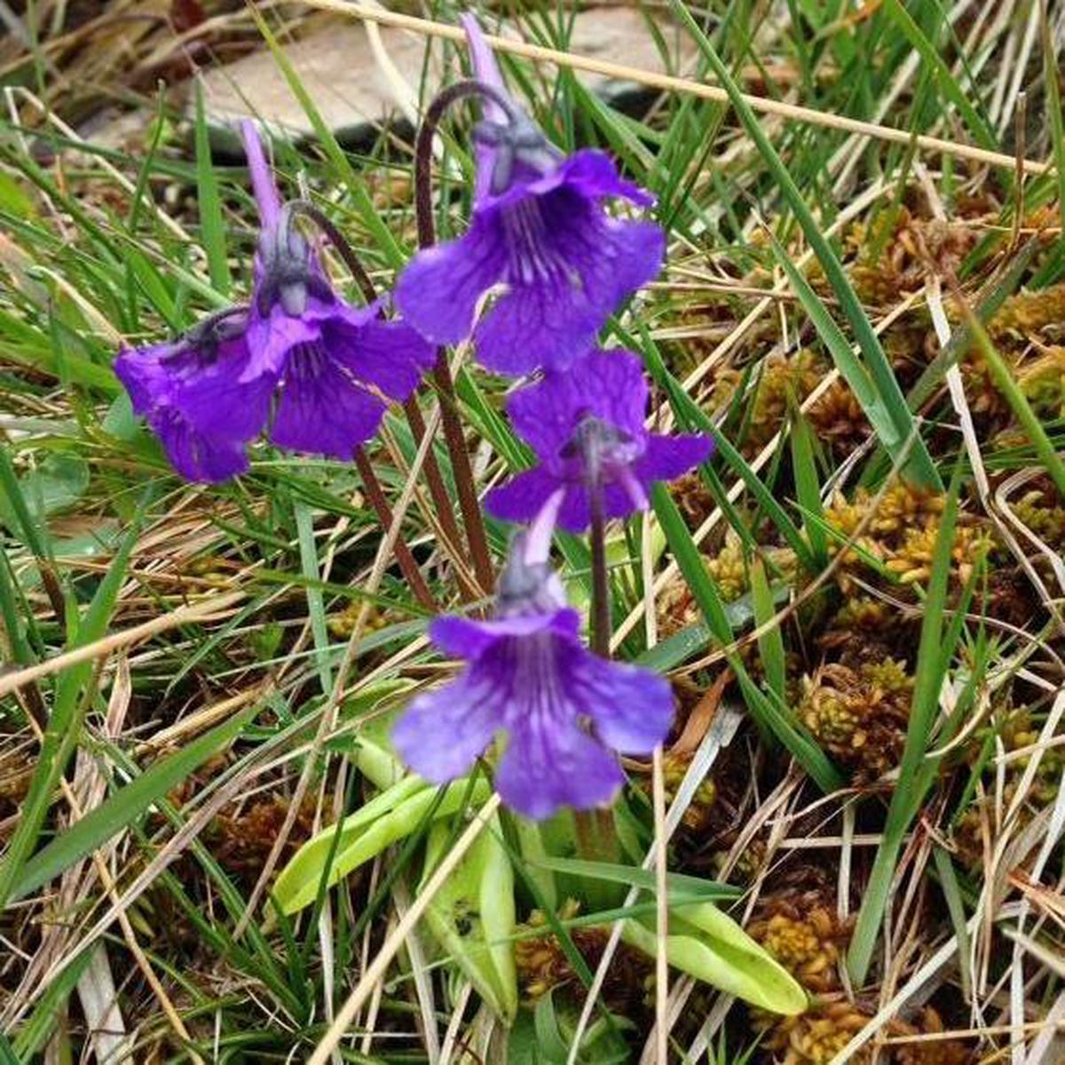 Butterwort Flower Seeds for Planting  Heirloom, Non-GMO, High Germination Organic Garden Seeds