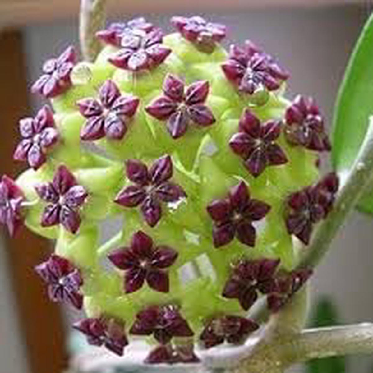 Carnosa Flower Seeds for Planting, Unique Texture, 100 pcs