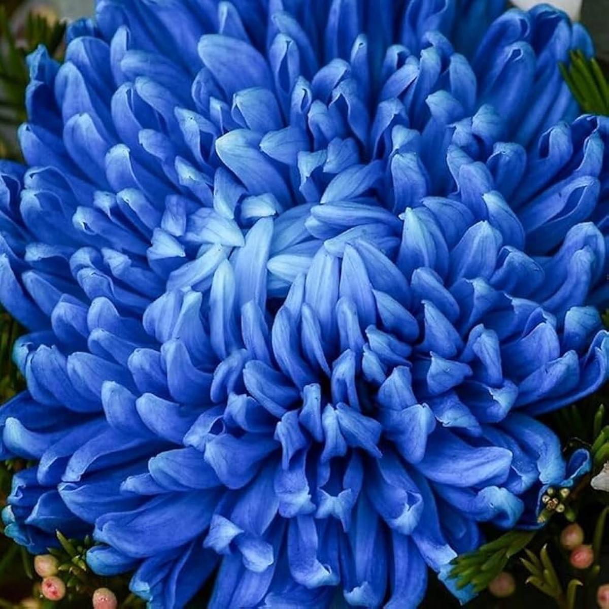 Chrysanthemum Blue White Flower seeds for Planting – Low Maintenance, Heirloom & GMO Free Seeds for Home Garden