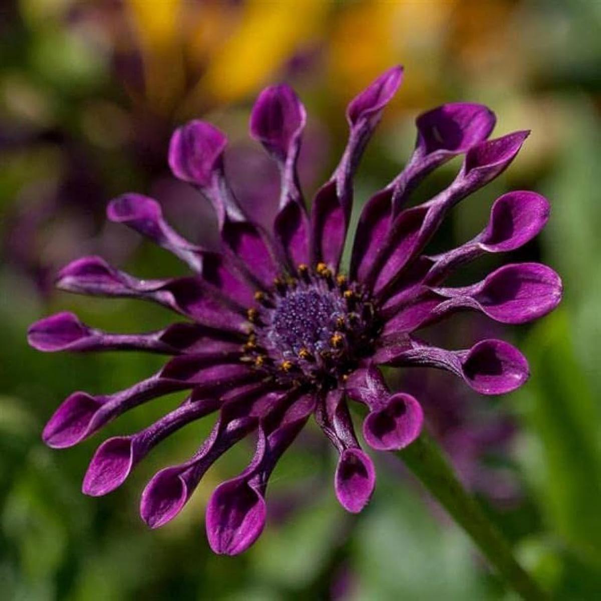 Chrysanthemum Power Spider Seeds  Organic, Heirloom, Non-GMO Garden Seeds