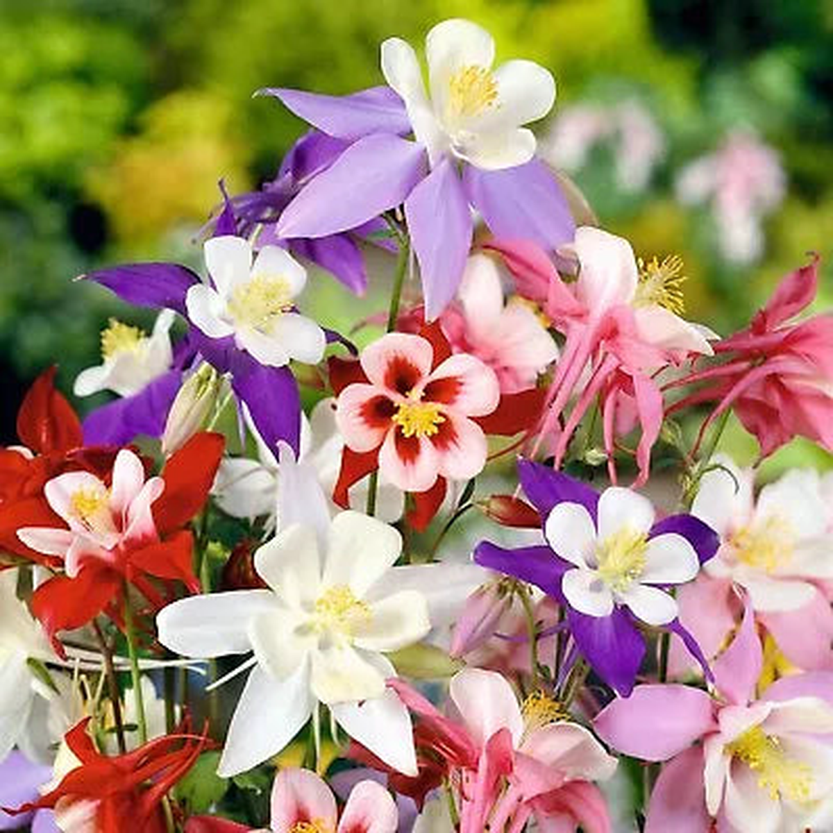 COLUMBINE MCKANA GIANTS SEEDS perennial FLOWER mixed COLORS  Heirloom, Non-GMO, Perennial, Pollinator-Friendly