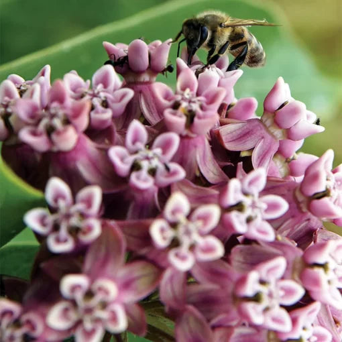 Common Milkweed Seeds | Monarch Attracting Native Milkweed  Heirloom, Non-GMO, High Germination Organic Garden Seeds