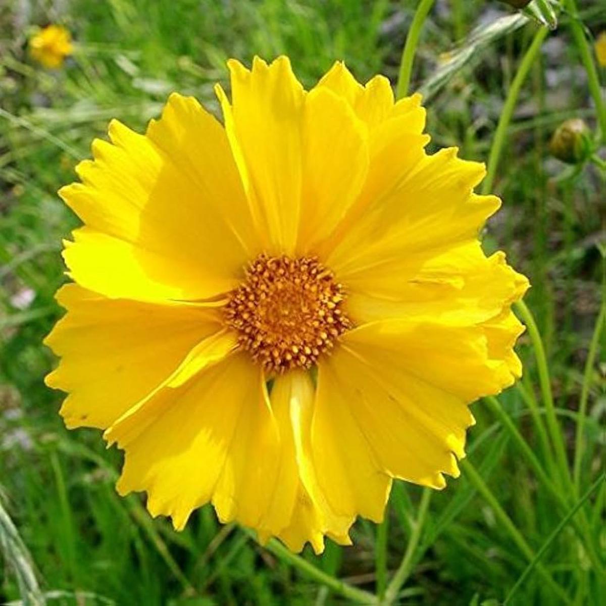 Coreopsis Lanceleaf Seeds for Planting Golden Yellow Flowers Seeds