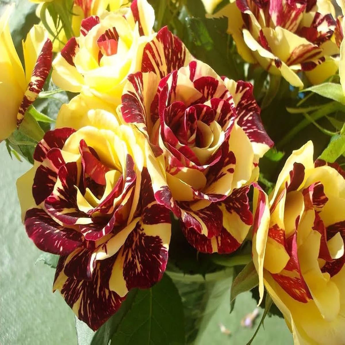 Dark Red and Mixed Rare Yellow Rose Seeds ( , Beautiful Garden Flowers)