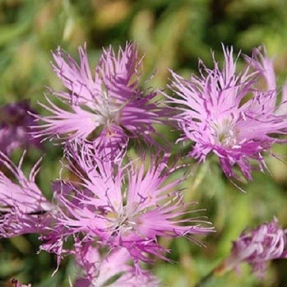 Dianthus Superbus Flower Seeds for Planting – 100 pcs
