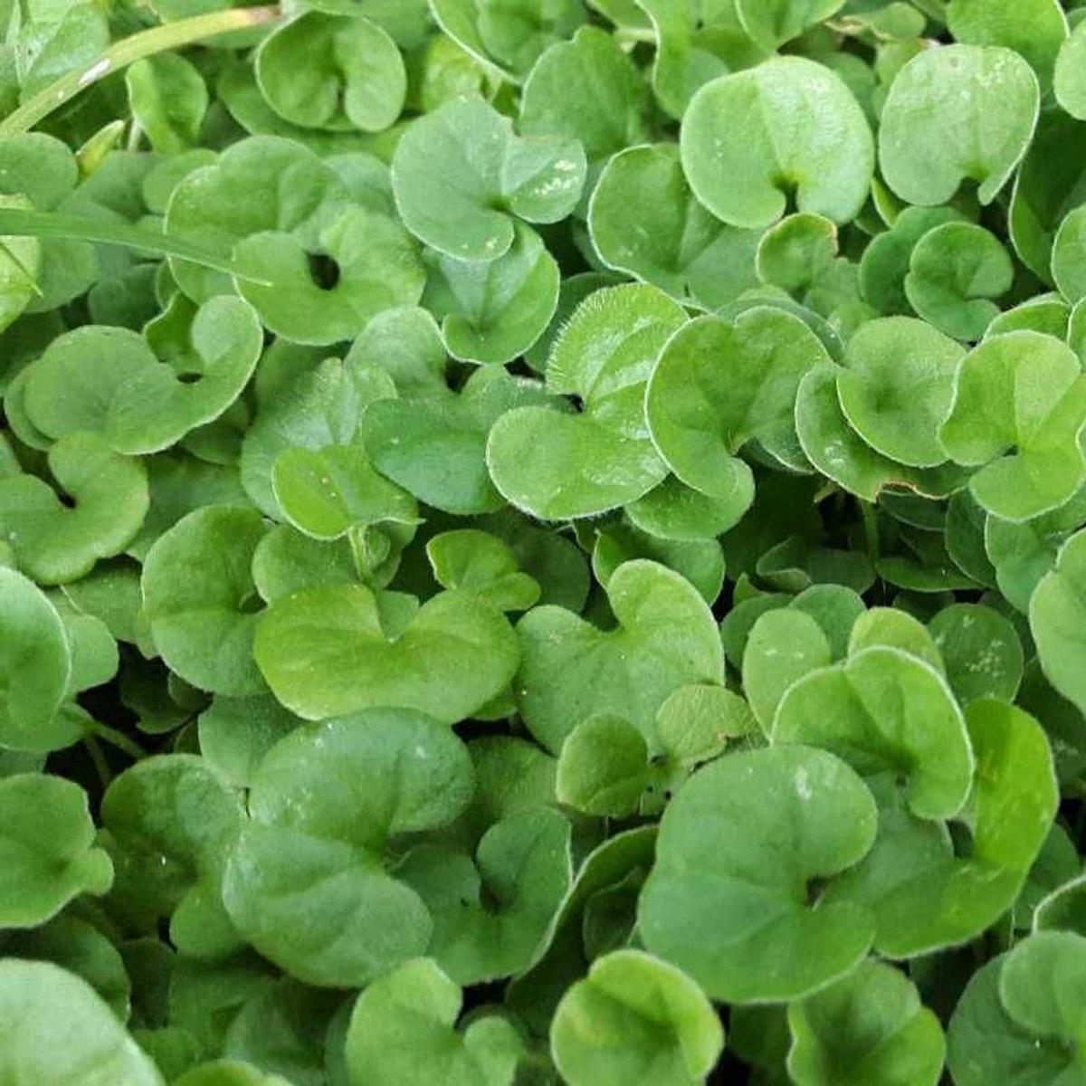 Dichondra Plant Seeds Heirloom, Non-GMO, Lush Ground Cover for Garden and Landscape Planting