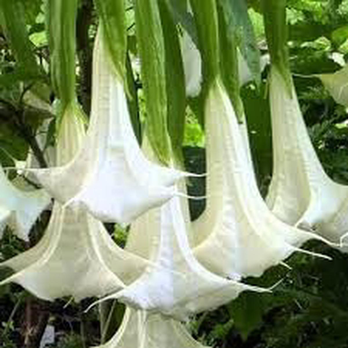 Engelstrompete Flower Seeds for Planting – 100
