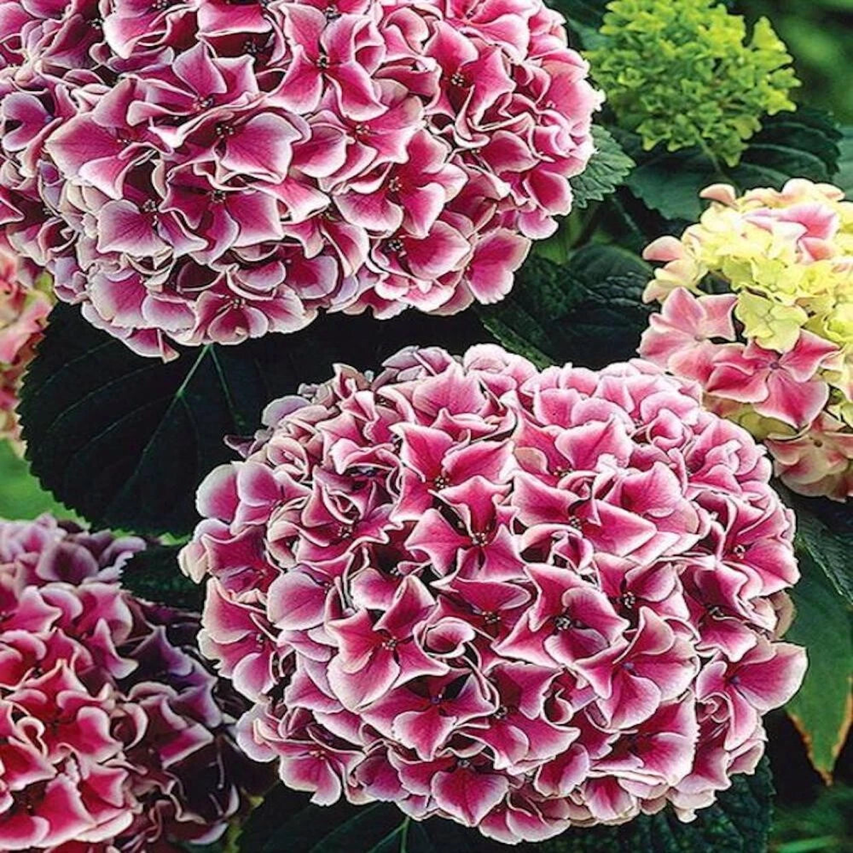for Maroon White HYDRANGEA RARE flower exotic bush plant Seller Seeds  Heirloom, Non-GMO, High Germination Organic Garden Seeds