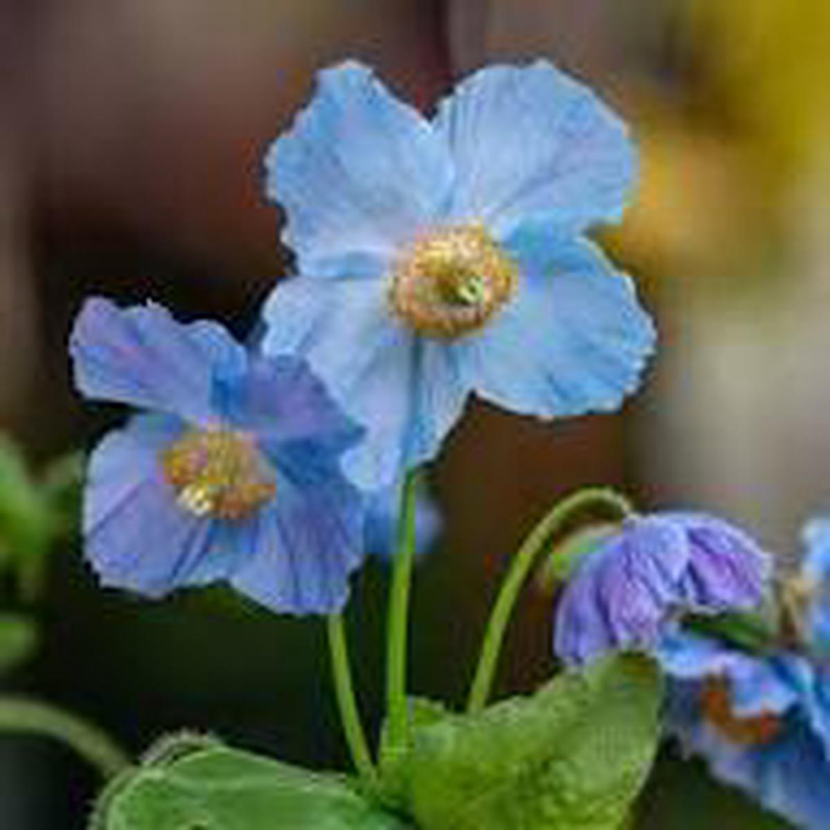 Fresh Meconopsis Flower Seeds for Planting – Heirloom, Non-GMO, High Germination Organic Garden Seeds