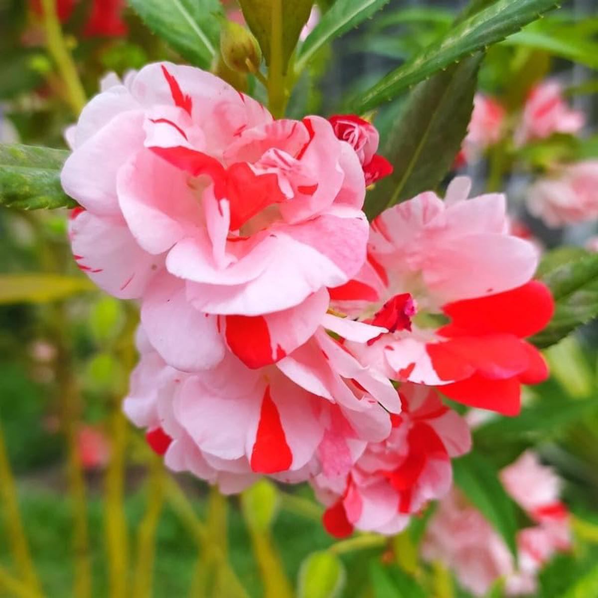 Full Pink Balsamine Flower seeds for Planting – Long Bloom Season, Heirloom & GMO Free Seeds for Home Garden