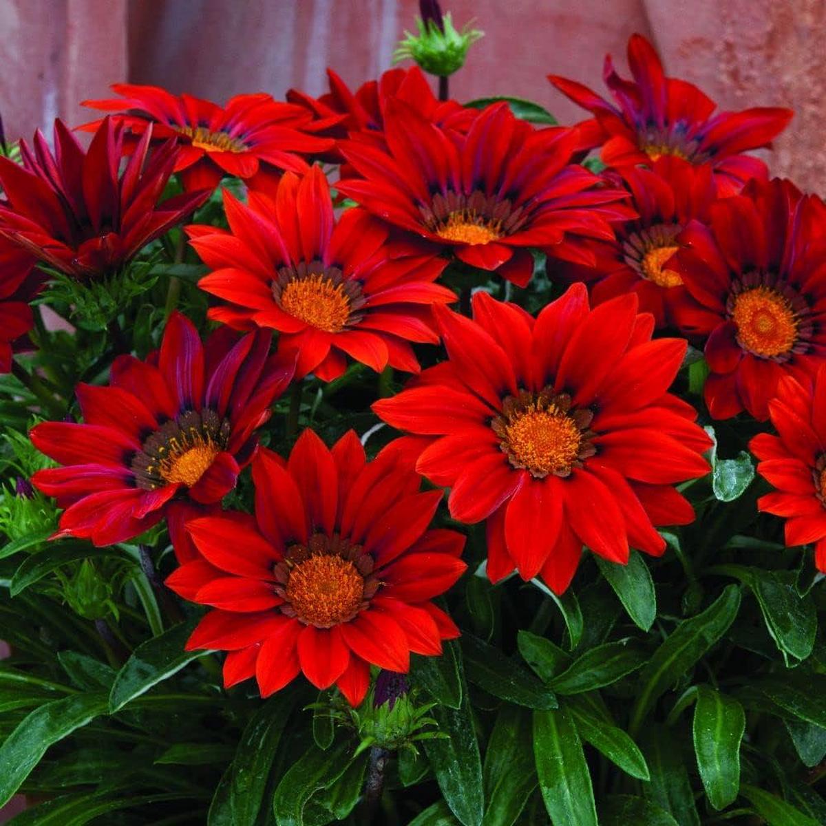 Gazania Rigens Gazania rigens Flower Seeds for Planting