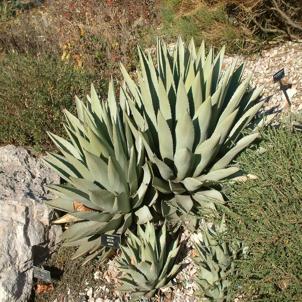 Green Agave Parryi Flower Seeds for Planting | Heirloom Non-GMO, High Germination, Organic Garden Seeds