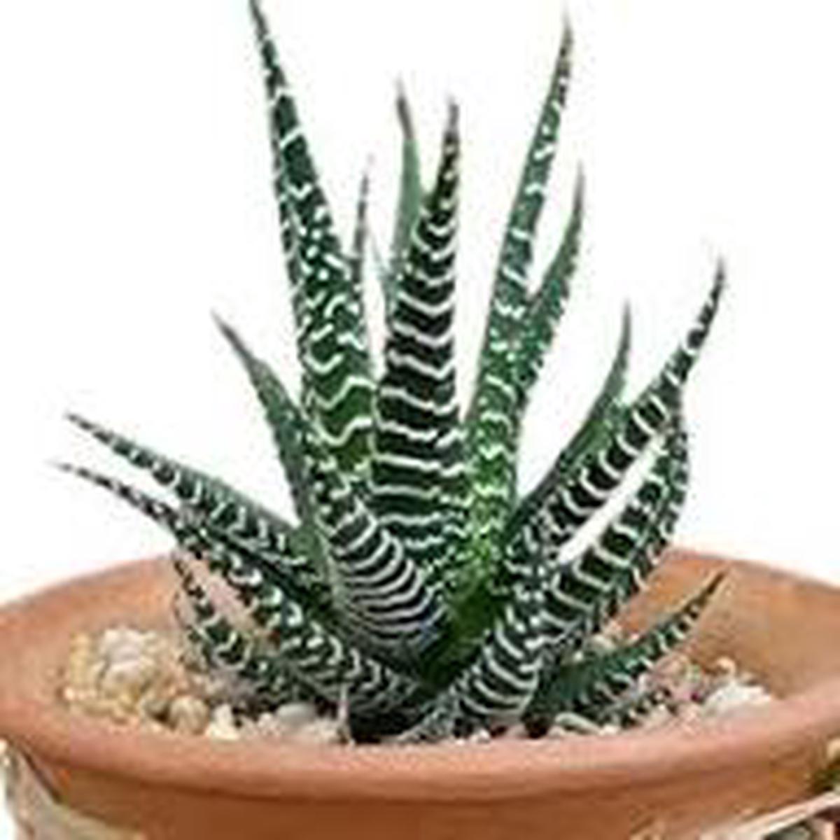 Haworthia Flower Seeds for Planting Premium Heirloom Non-GMO Seeds for Home Garden, High Germination