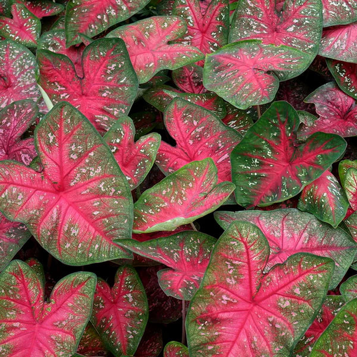 Heirloom Berries ‘N Burgundy Caladium Seeds Non-GMO, High Germination Organic Garden Seeds for Planting Ornamental Foliage