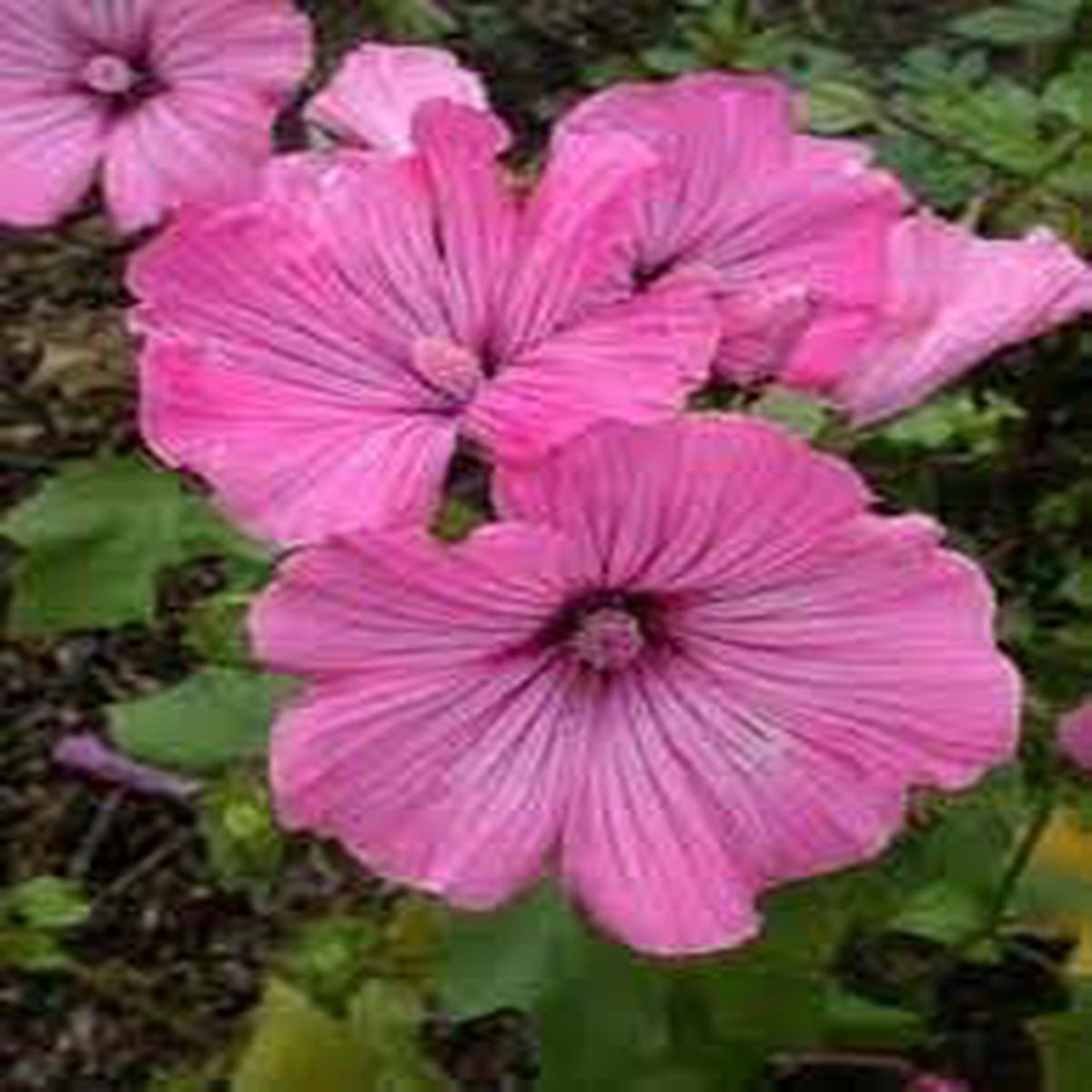 Heirloom Lavatera Flower Seeds for Planting Pollinator Friendly, Non-GMO, High Germination