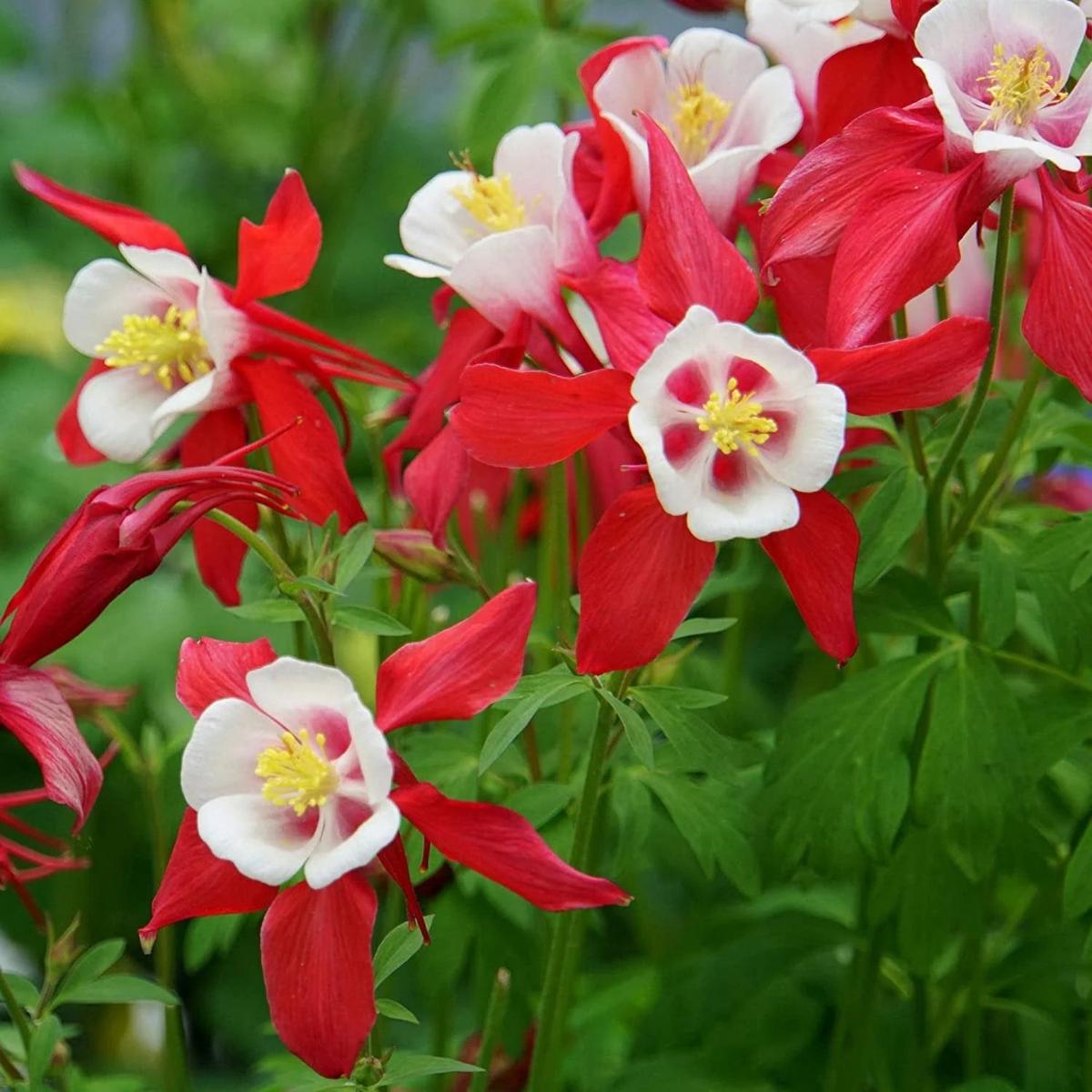 Heirloom Non-GMO Columbine Flower Seeds for Planting  Colorful Perennial Wildflower Blooms