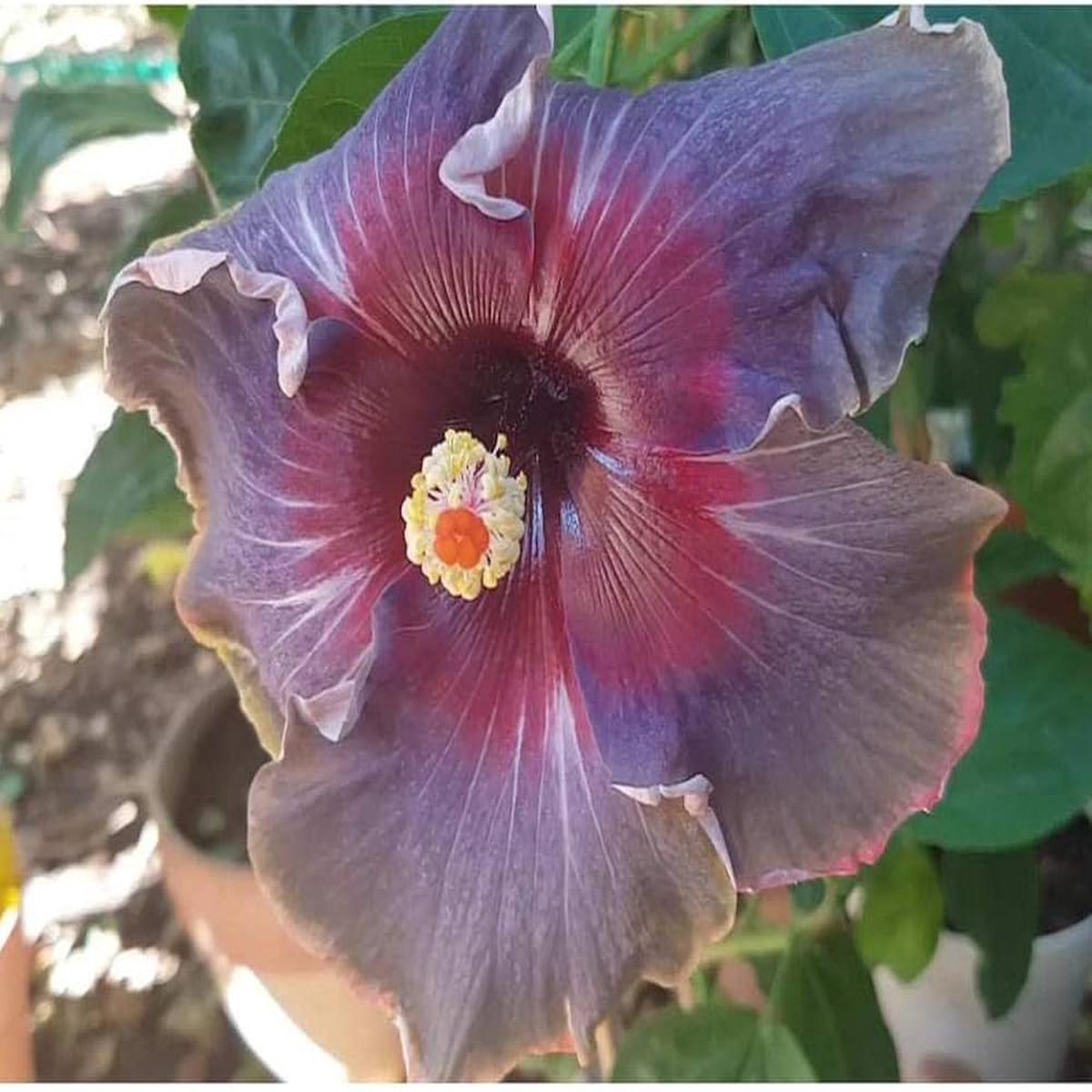 Hibiscus Hibiscus Rosa-Sinensis Rare Mixed Tropical Flower Seeds for Planting  Ideal for Vibrant Home Garden Displays