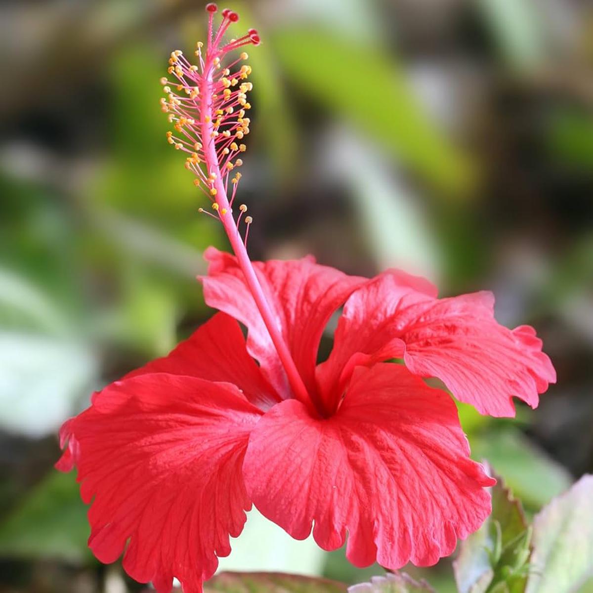 Hibiscus Rosa-sinensis Flower Seeds for Planting in Flower Bed and Tropical Garden