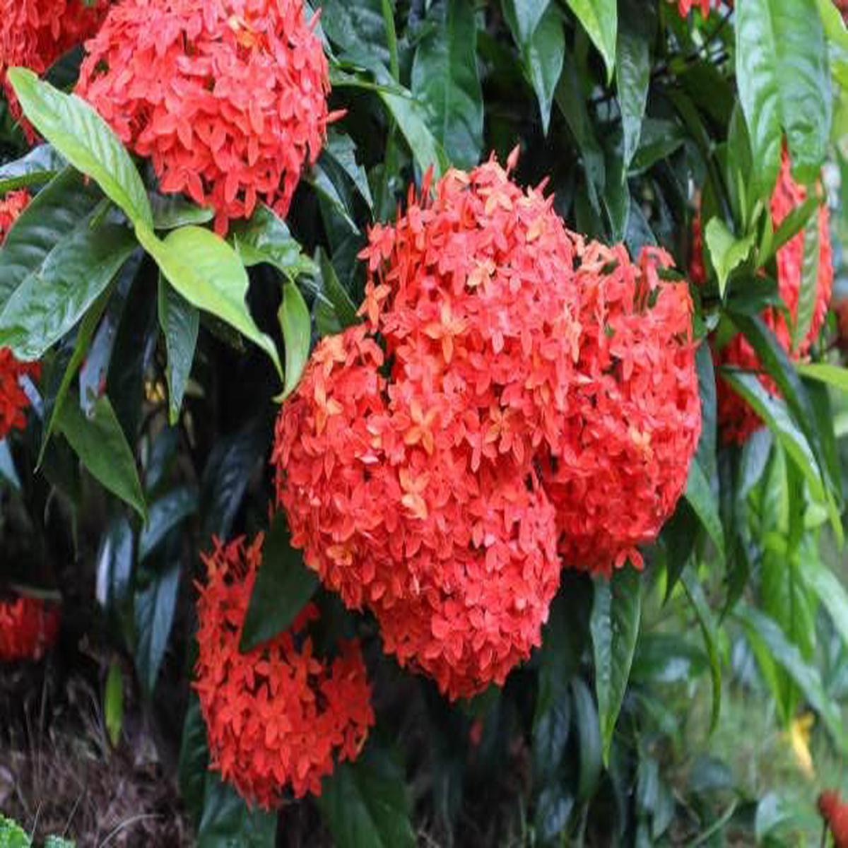 Ixora Flower Seeds for Planting | Heirloom Non-GMO High Germination Organic Garden Seeds