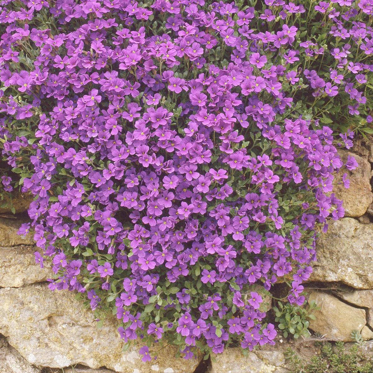 Lavender Rock Cress Flower Seeds for Planting Heirloom Non-GMO High Germination Organic Garden Seeds