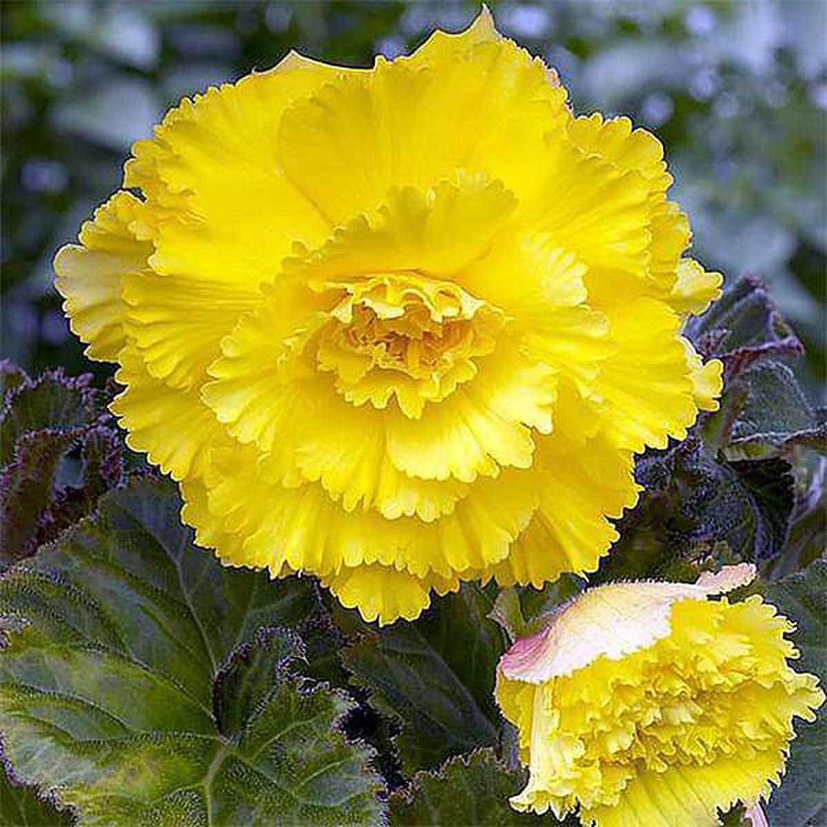 Light Yellow Carnation Flower seeds for Planting Perfect for Borders Heirloom & GMO Free Seeds for Home Garden