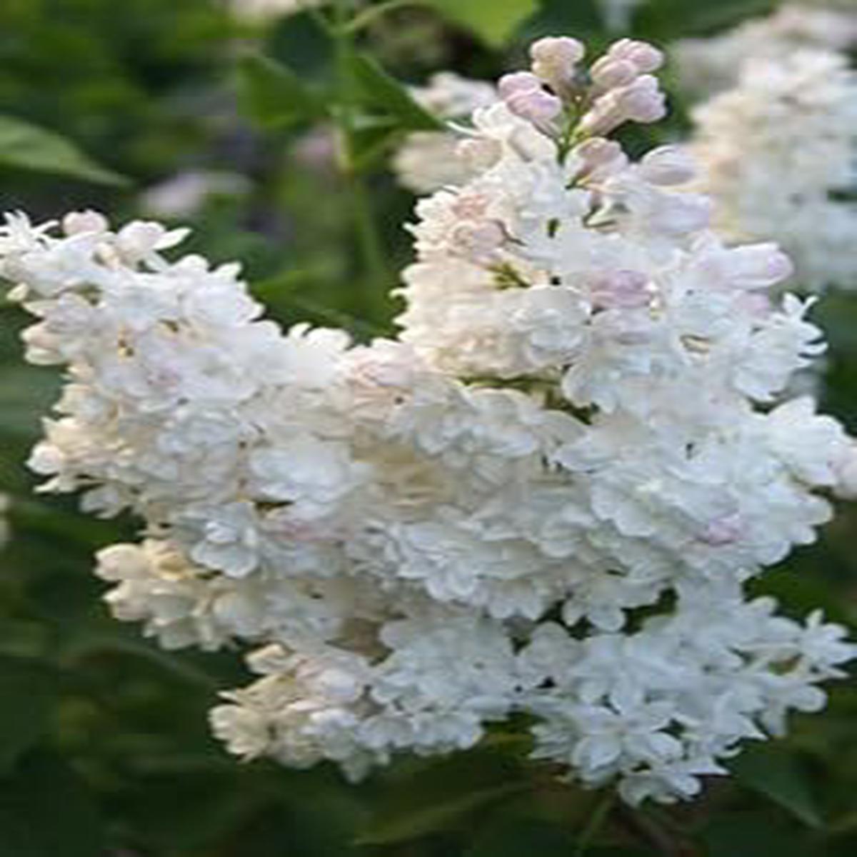 Lilac Flower Seeds for Planting Heirloom & Non-GMO Garden Seeds