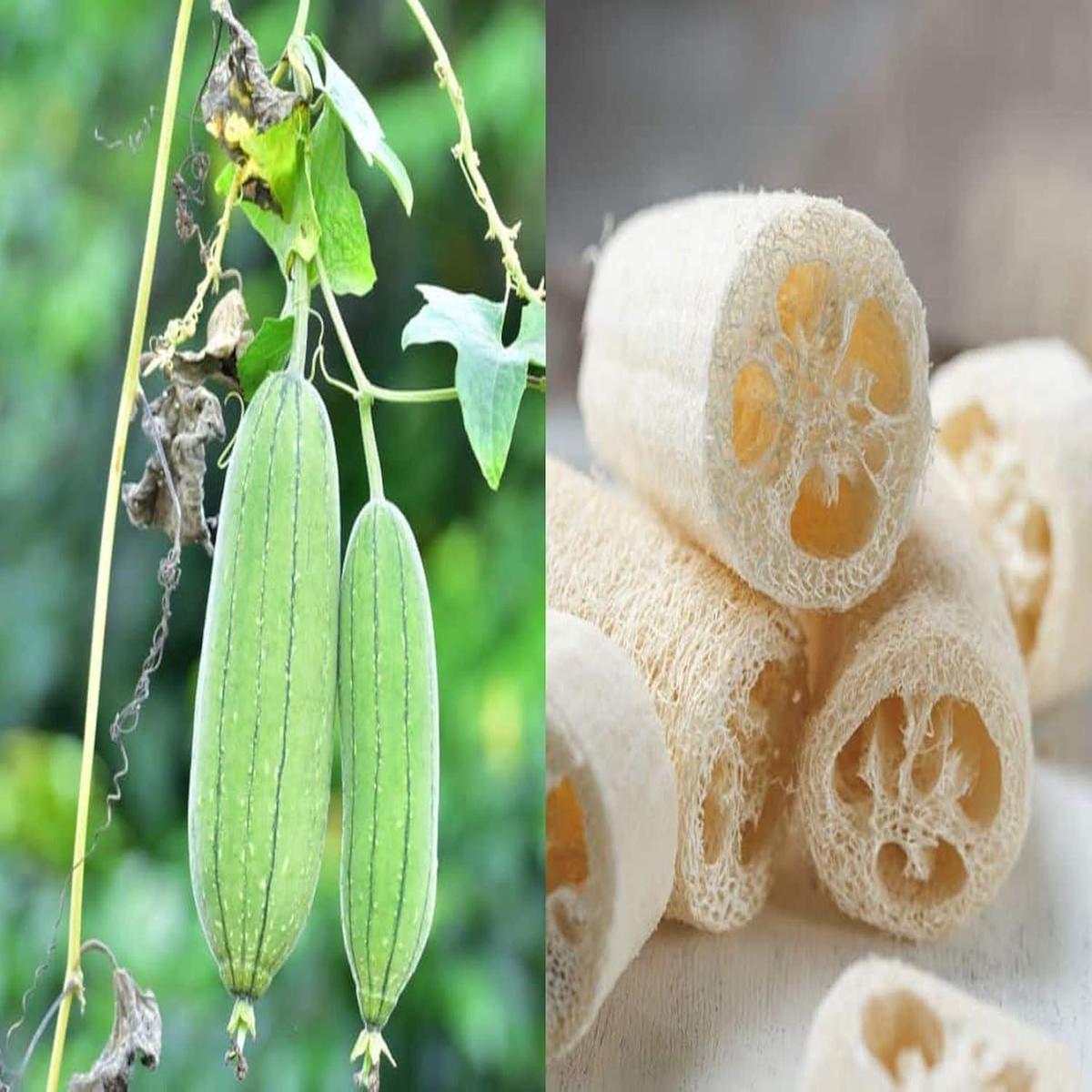 Luffa Flower Seeds for Planting – 100 pcsHeirloom Non-GMO Luffa Flower Seeds for Planting  Versatile Garden Blooms & Sponges