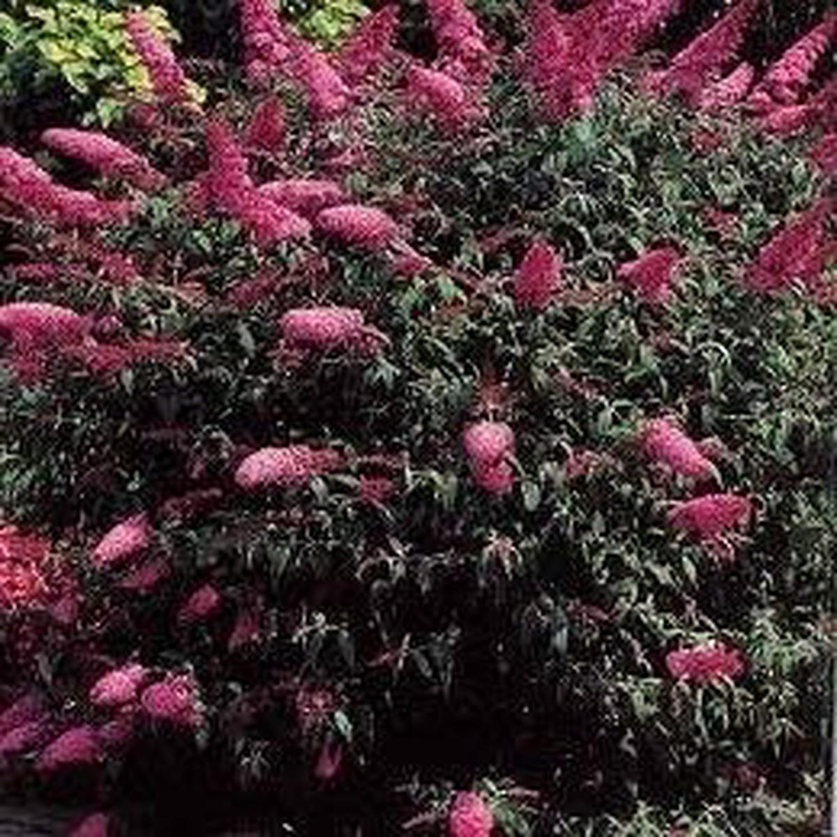 Maroon Buddleia Flower seeds for Planting – Compact Growth, Heirloom & GMO Free Seeds for Home Garden