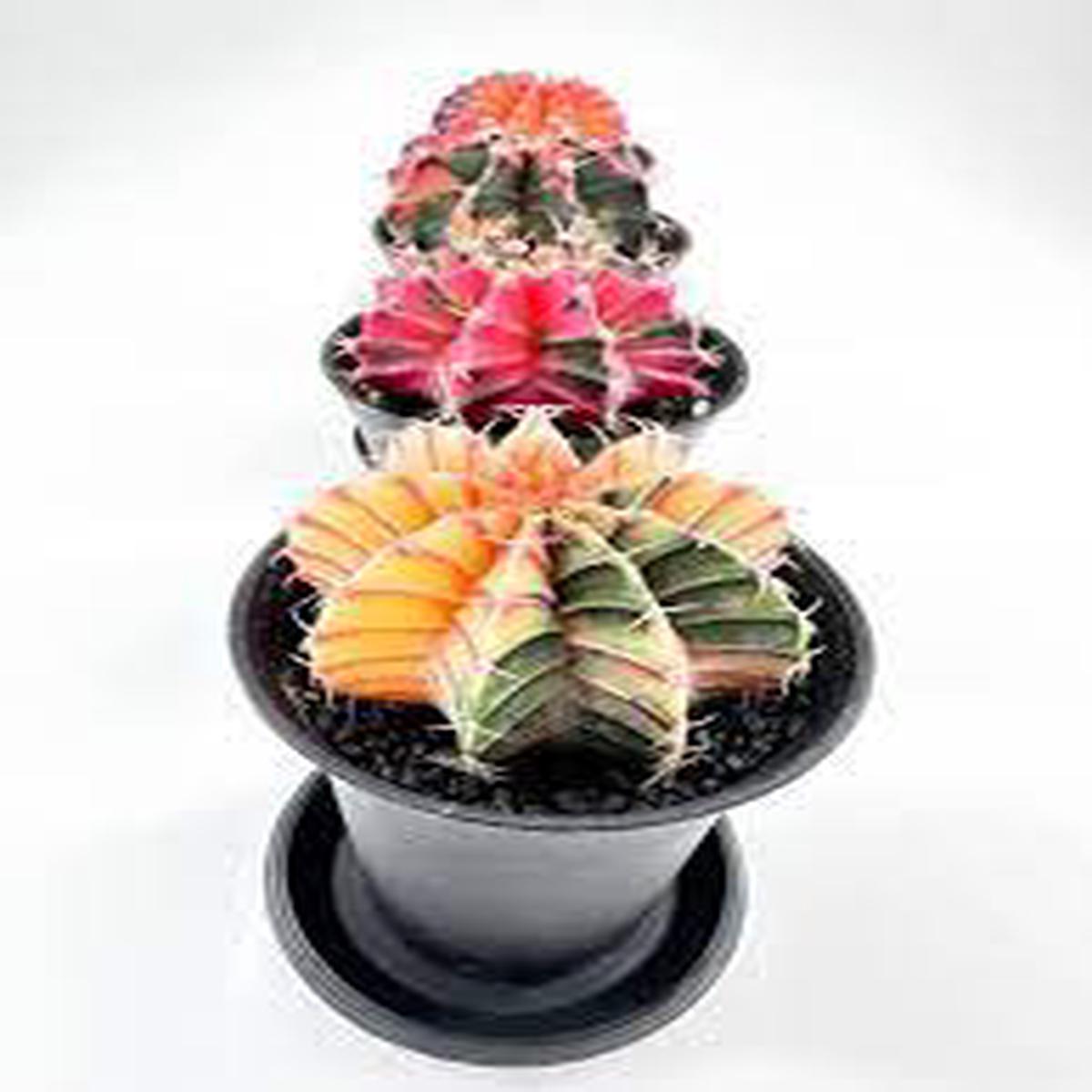 Mixed Aztekium Valdezii Flower Seeds for Planting Fragrant Blossoms Heirloom Non-GMO Seeds