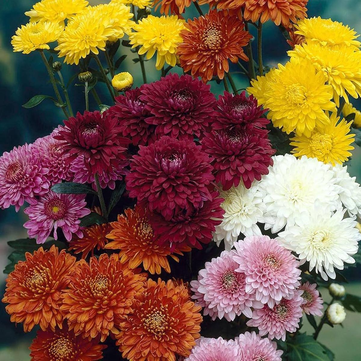Mixed Chrysanthemum Flower seeds for Planting Fragrant Blossoms Heirloom & GMO Free Seeds for Home Garden Sale
