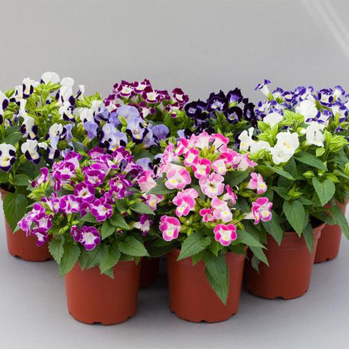 Mixed Torenia Flower seeds for Planting – Fragrant Blossoms, Heirloom & GMO Free Seeds for Home Garden
