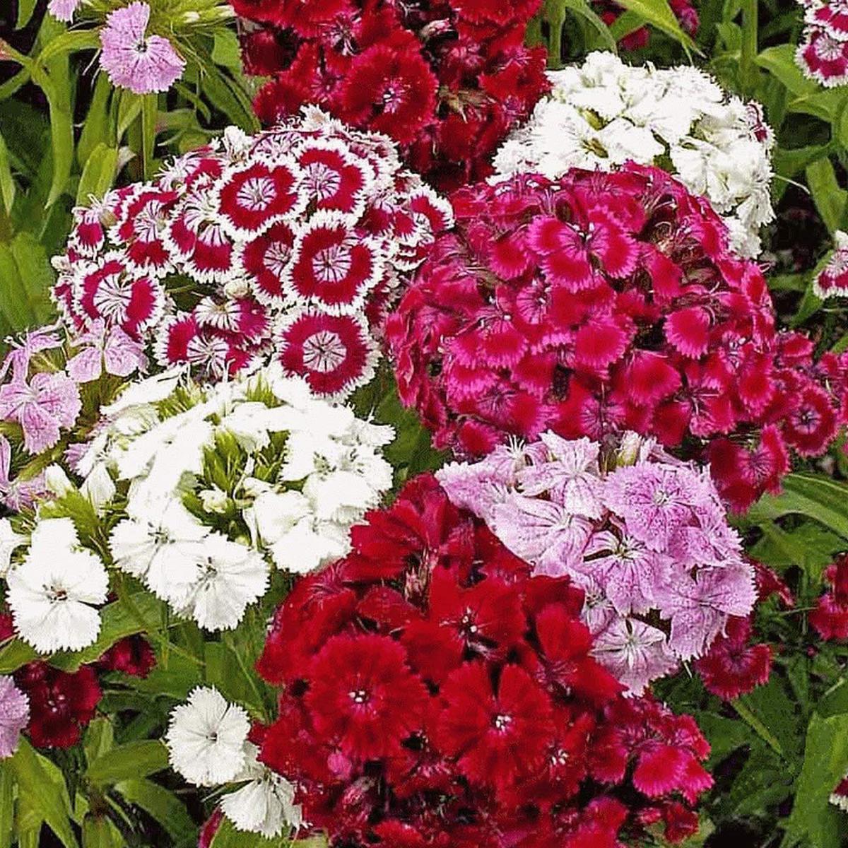 Mixed William Flower seeds for Planting Drought Tolerant Heirloom & GMO Free Seeds for Home Garden Sale