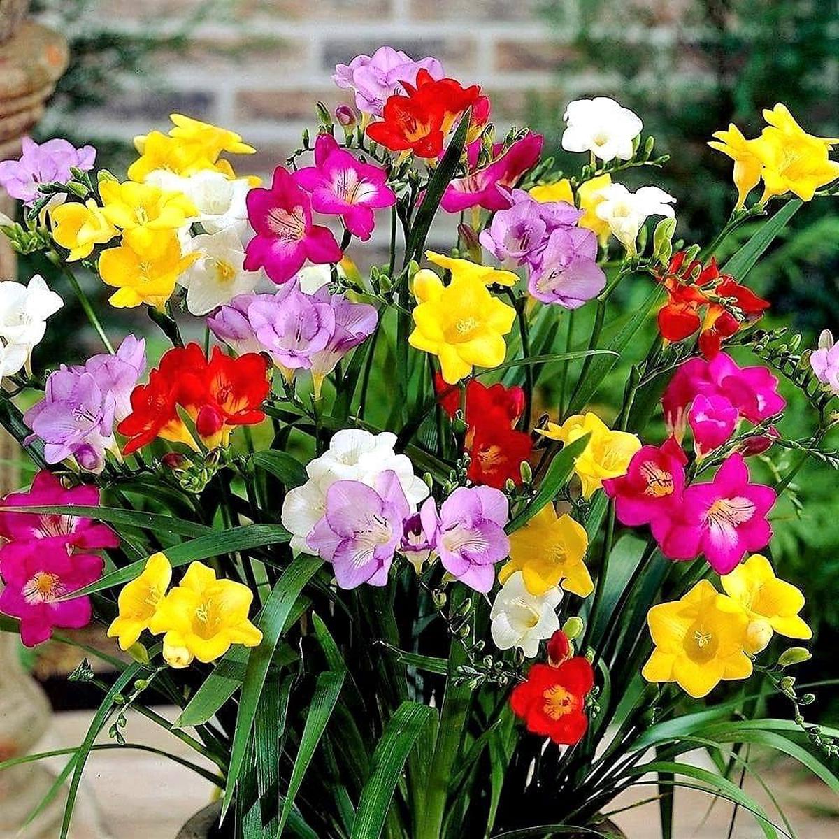 Multi-Colored Freesias Flower Seeds for Planting  Heirloom, Non-GMO, High Germination Organic Garden Seeds