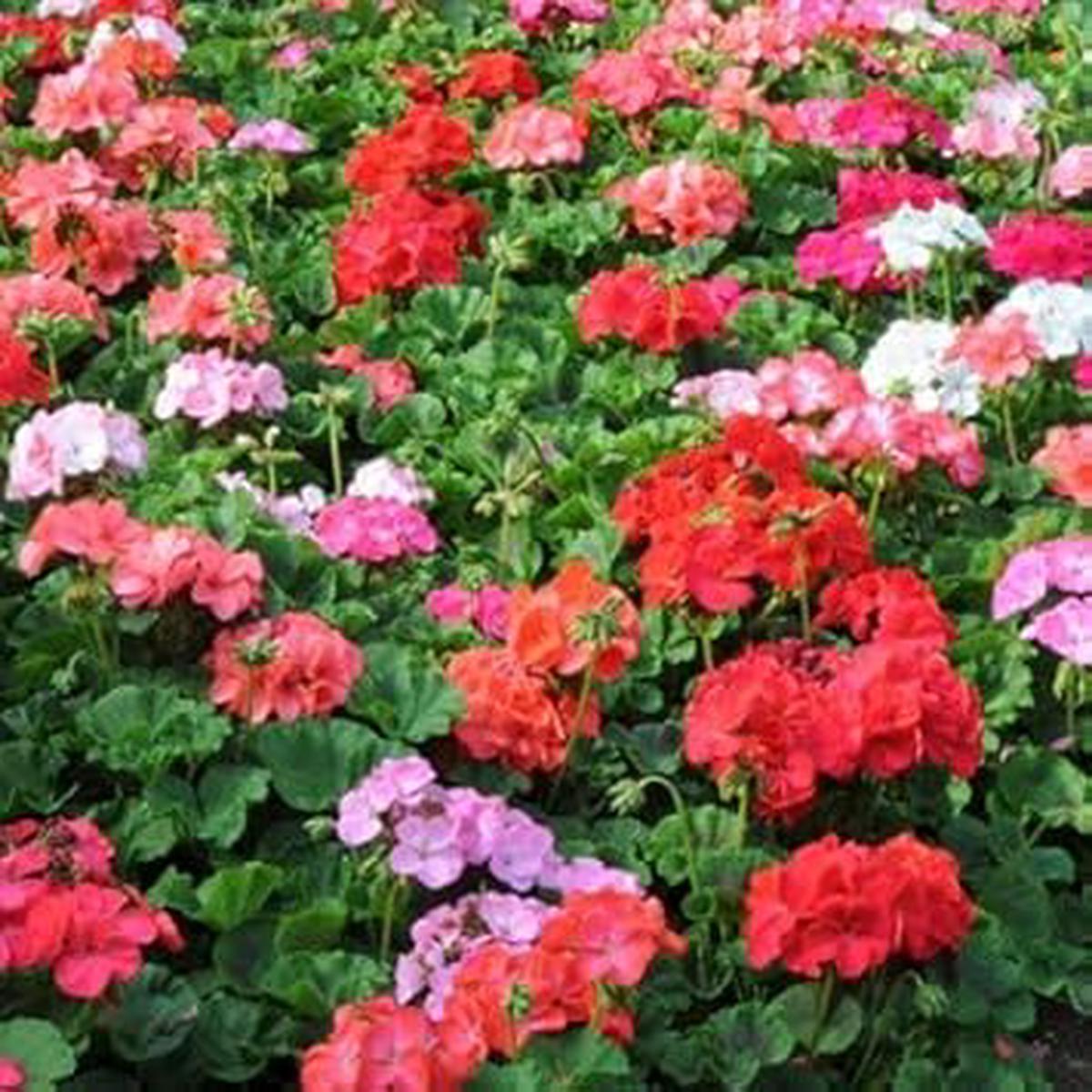 Multi-Colour Geranium Flower Seeds for Planting  Heirloom, Non-GMO, High Germination Organic Garden Seeds