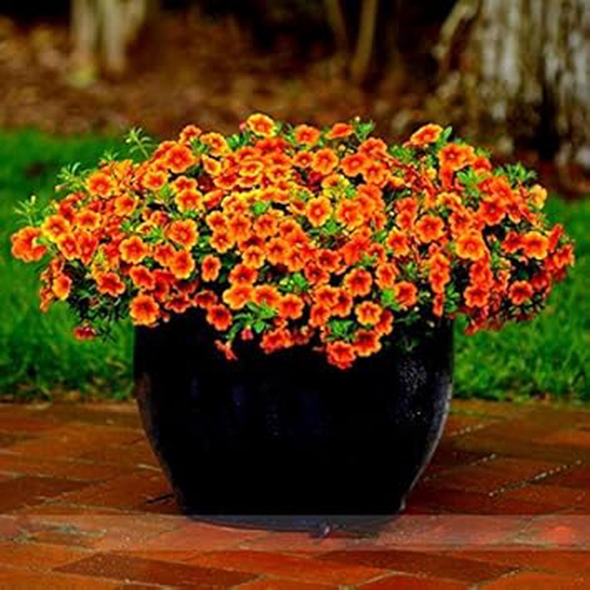 Orange Calibrachoa Flower seeds for Planting – Hardy Variety, Heirloom & GMO Free Seeds for Home Garden