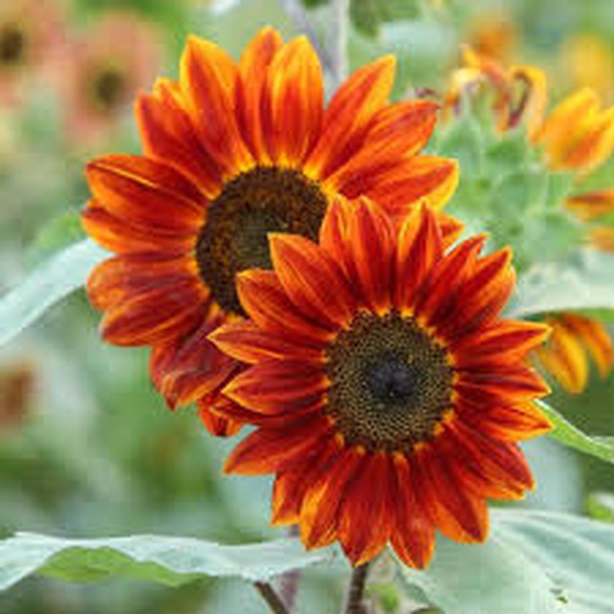 Orange Mini Sunflower Seeds for Planting  Heirloom, Non-GMO, High Germination Dwarf Sunflower Seeds for Home Gardens & Pots
