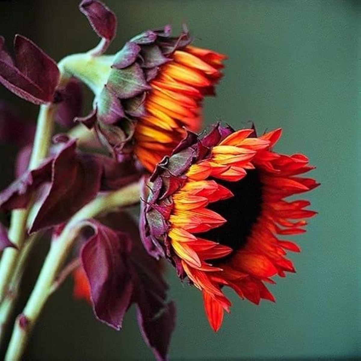 Orange Sunflower Seeds for Planting  Heirloom, Non-GMO, Easy to Grow, Annual