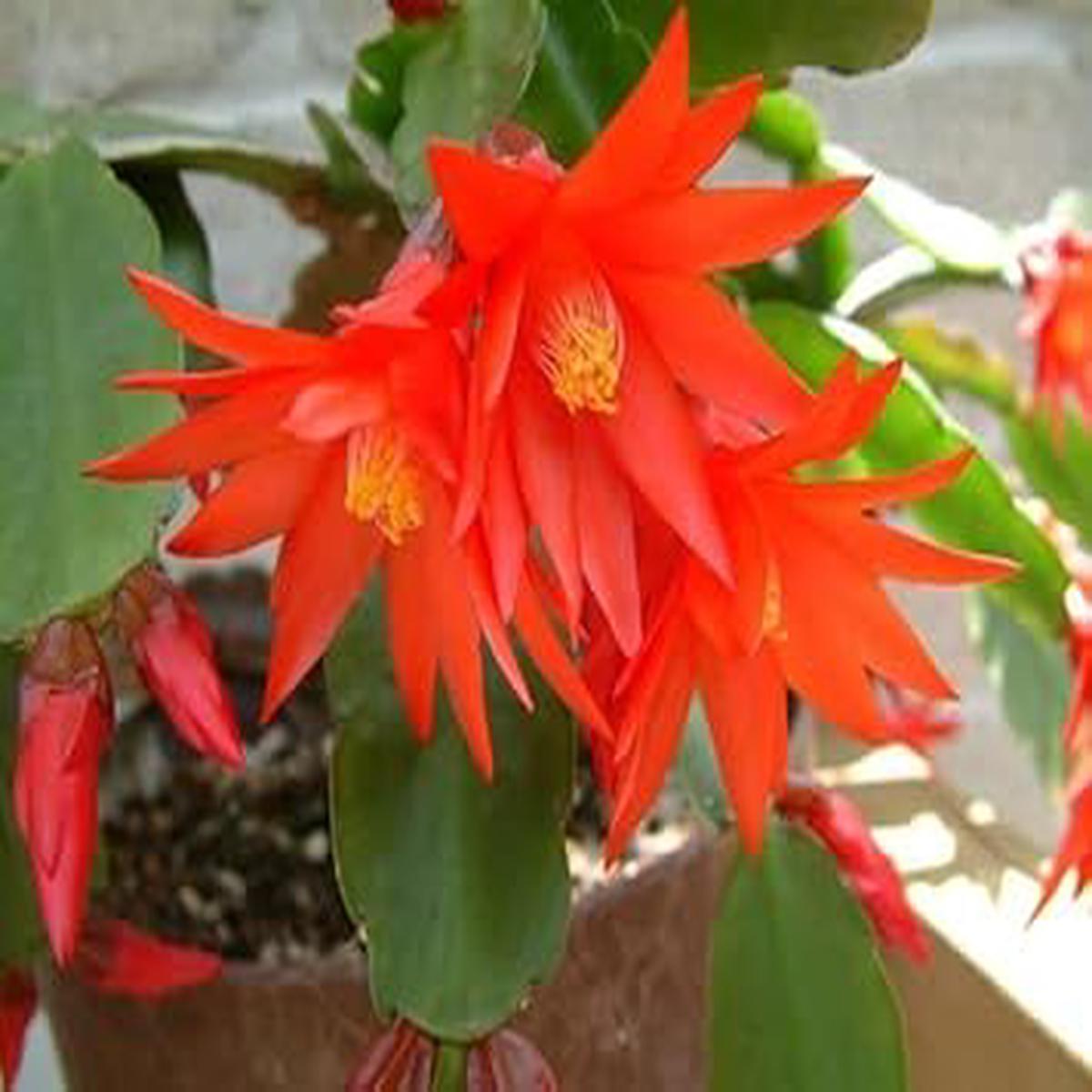 Organic Deep Red Schlumbergera Flower Seeds for Planting  Heirloom, Non-GMO