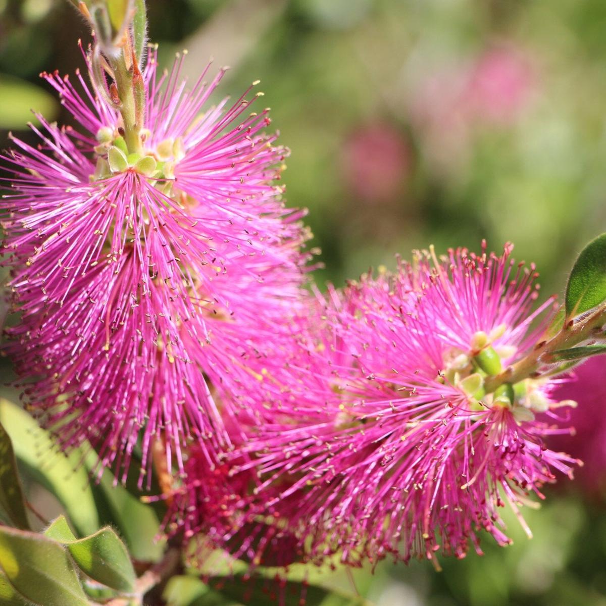 Organic Heirloom Non-GMO Pink Bottle Brush Flower Seeds for Planting  Vibrant Blooms
