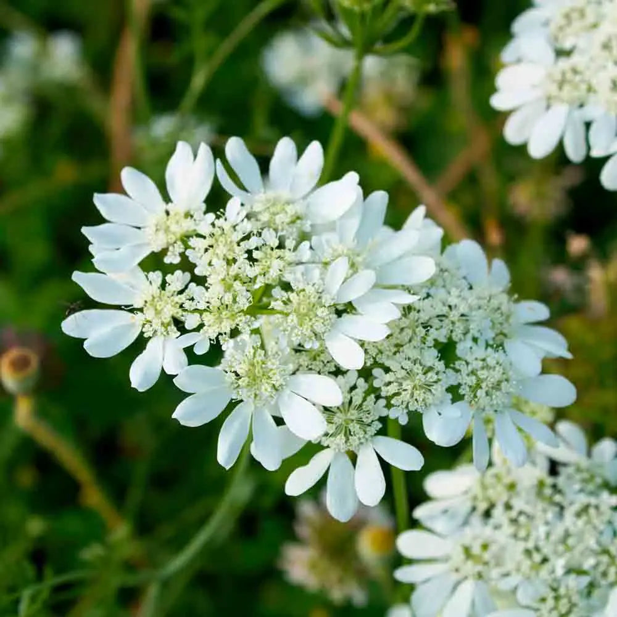Orlaya Flower seeds for Planting – Seasonal Bloomer, Heirloom & GMO Free Seeds for Home Garden
