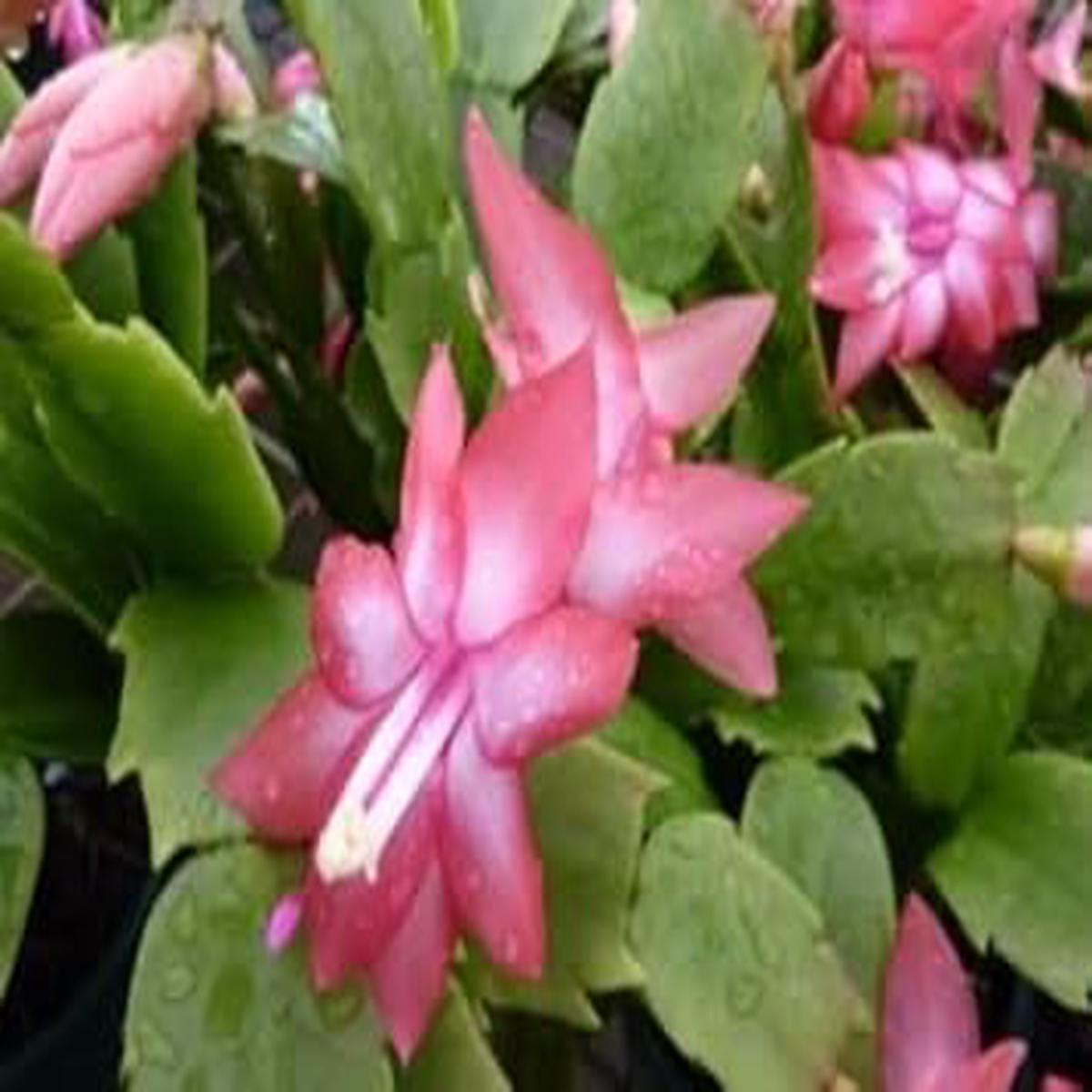 Peach Zygocactus Truncatus Flower seeds for Planting – Easy to Grow, Heirloom & GMO Free Seeds for Home Garden