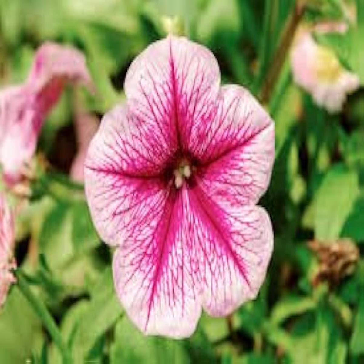 Pelletized Logro White Petunia Seeds for Showy Garden Displays